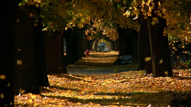 秋叶飘落/覆盖郊区的人行道和草坪视频素材