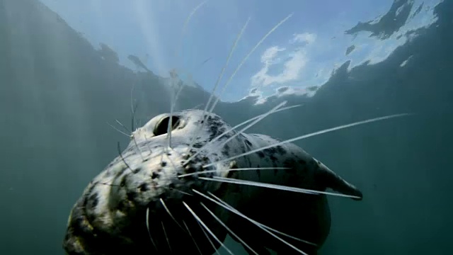 灰色海豹在镜头前玩耍视频素材