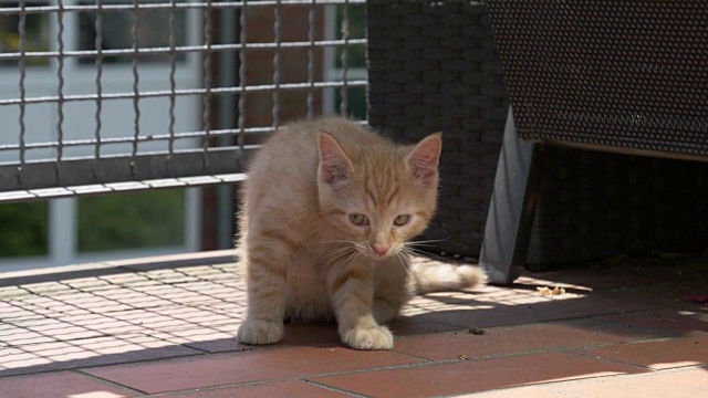小猫慢镜头走在阳台上视频素材
