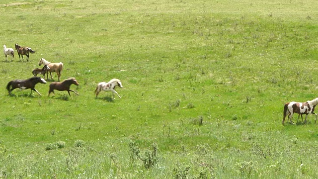 野马聚集在山地草地上视频素材