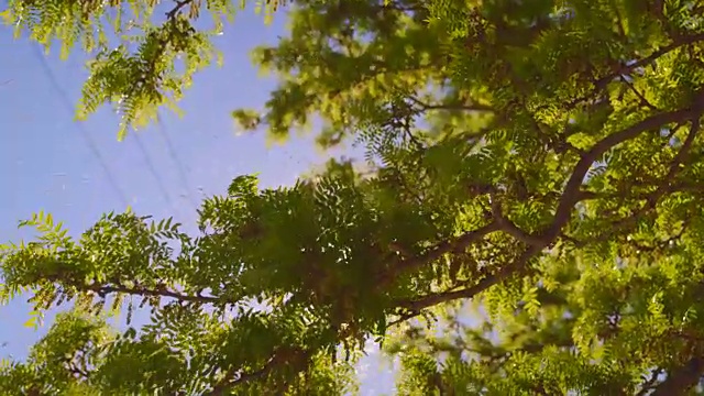 蜜蜂嗡嗡地穿过树枝-靠近点视频下载