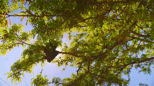 一群蜜蜂聚集在一棵树上视频下载