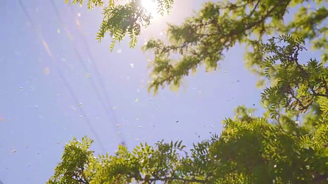 蜂群嗡嗡飞过树枝视频下载