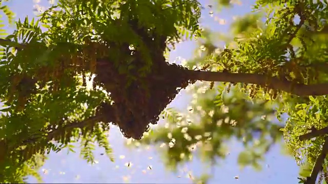 蜂群聚集在一棵树上-近距离视频下载