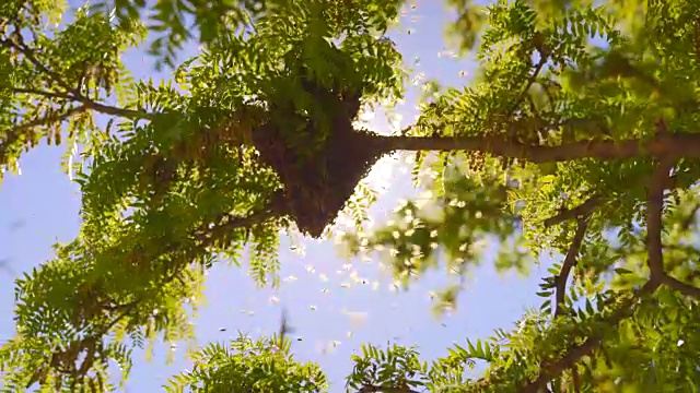 蜂群聚集在一棵树上-中等视频下载