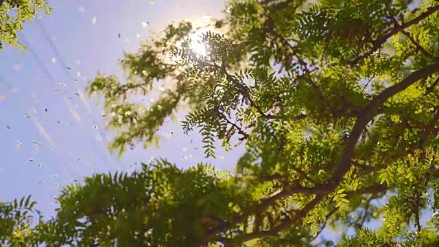蜜蜂嗡嗡地穿过树枝视频下载