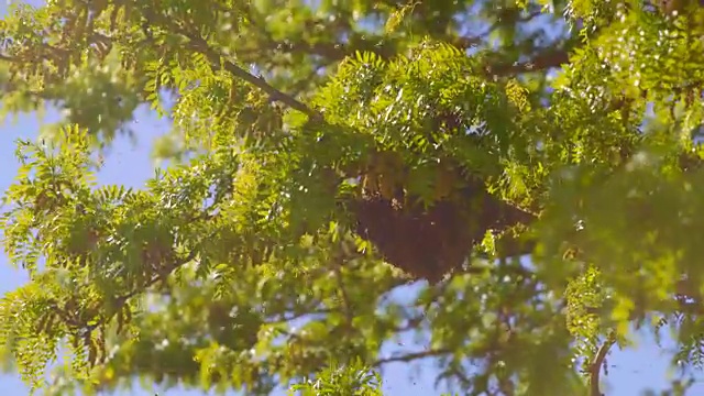 蜂群聚集在树枝上视频下载