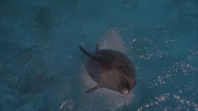 一只海豚跳出水面，溅起水花的慢动作镜头。视频素材