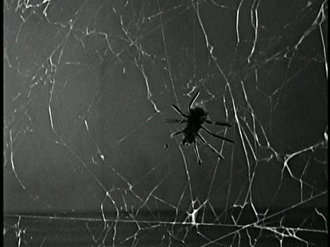 20世纪50年代近距离聚焦假蜘蛛移动到CAM /蜘蛛网的背景视频素材