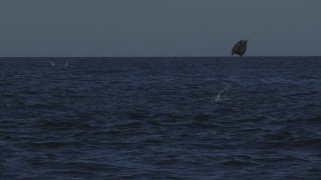 Mobula Ray从水中跳跃向摄像机的SLOMO追踪视频素材