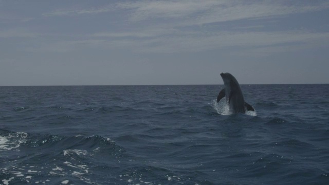 宽吻海豚在公海跃出水面视频下载