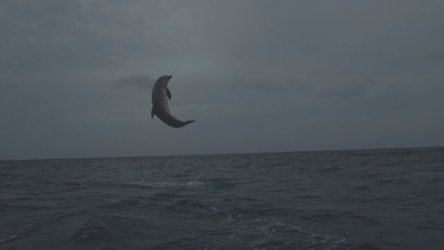 宽吻海豚在公海上跳跃和翻筋斗视频下载