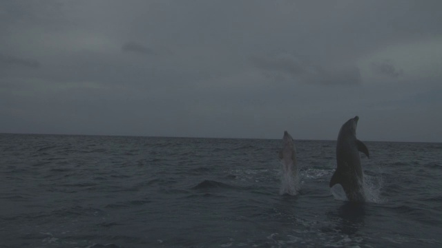 宽吻海豚在公海中从水里跳跃2次视频下载