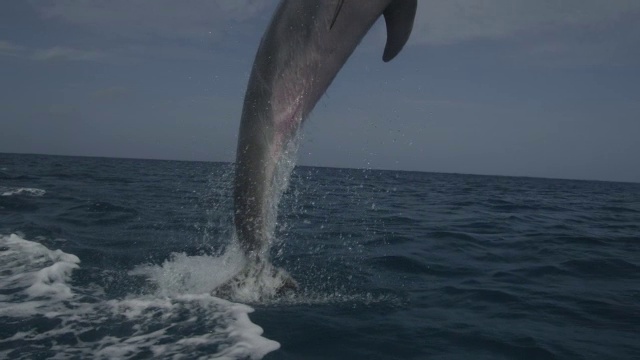 宽吻海豚在公海上跳跃视频下载