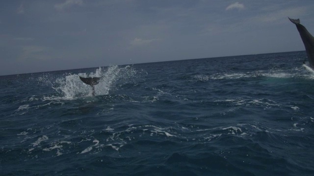 宽吻海豚跃出公海的水面视频下载