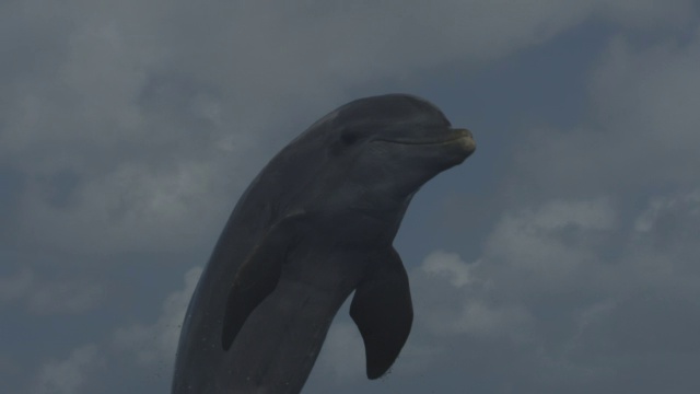 TD与宽吻海豚潜入公海水域视频下载