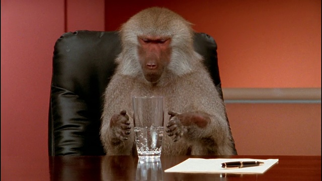 中等大小的狒狒在会议桌上发出噪音/喝水并把杯子洒出来视频下载