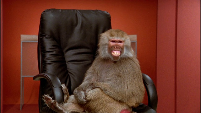 中等镜头的狒狒在办公椅上转过身/做鬼脸视频素材