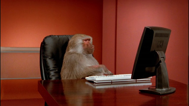 中景放大，狒狒猛击电脑键盘视频素材