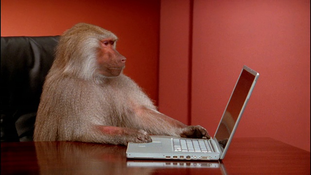 中等射击狒狒打字在笔记本电脑视频素材