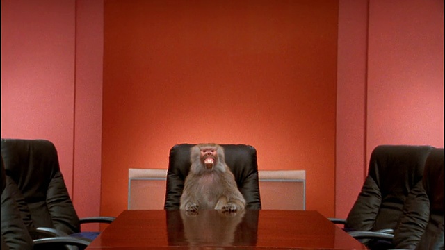 宽镜头放大到中镜头狒狒在会议桌上做鬼脸视频素材