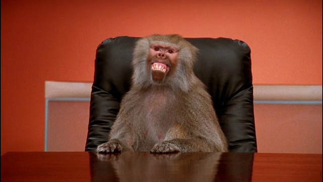 中等大小的狒狒坐在会议桌前/做鬼脸视频素材