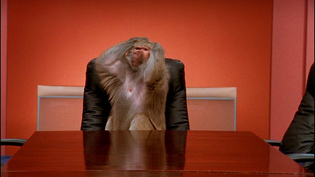 中等大小的狒狒在会议桌上做鬼脸/把手放在头上视频素材