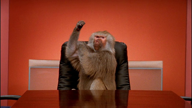 中等镜头的狒狒在会议桌上做鬼脸和粗鲁的手势视频素材