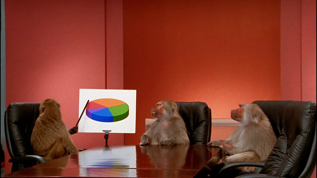 宽镜头3只狒狒坐在会议桌旁/放大到中镜头一只猴子指着饼图视频素材