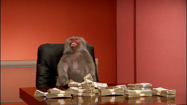 中等射击的狒狒拿着一堆钱，发出声音视频下载