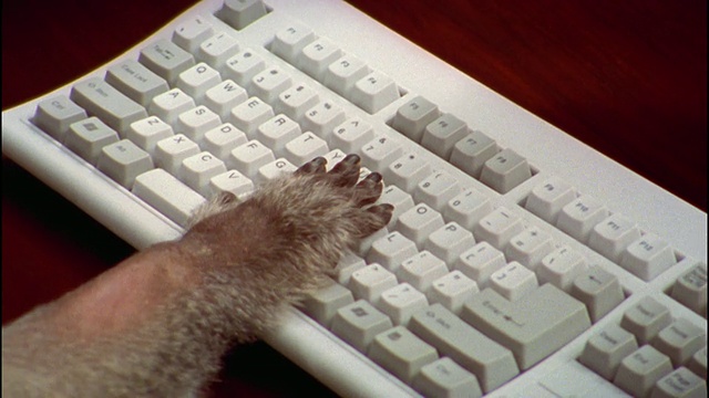 特写狒狒的爪子敲击键盘视频素材