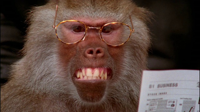 戴眼镜的狒狒/拿着财经报纸做鬼脸/缩小到中景放大视频下载