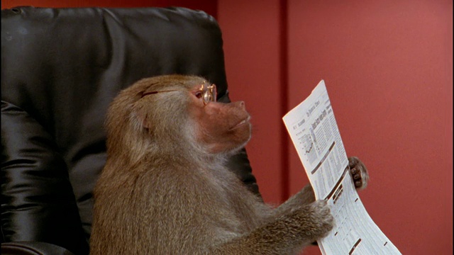靠近狒狒在眼镜拿着报纸/摘掉眼镜视频素材
