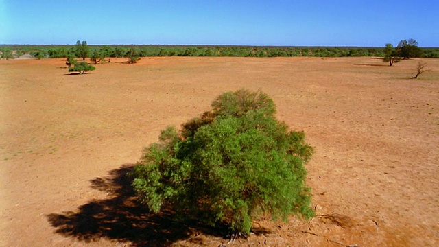 从空中俯瞰澳大利亚内陆的一棵树视频下载