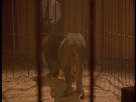 笼子里的狮子跳上笼子，向笼子另一边的人吼叫。视频素材