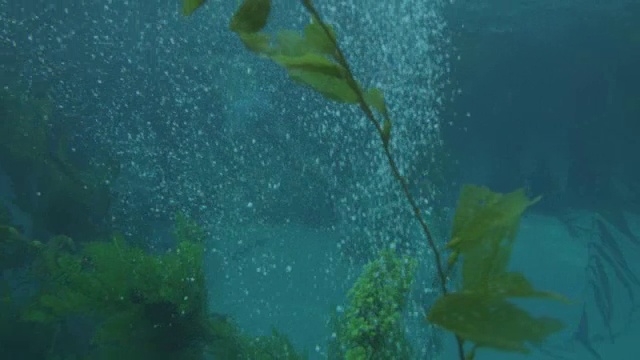 一个男人在水下跟着美人鱼游泳。视频下载
