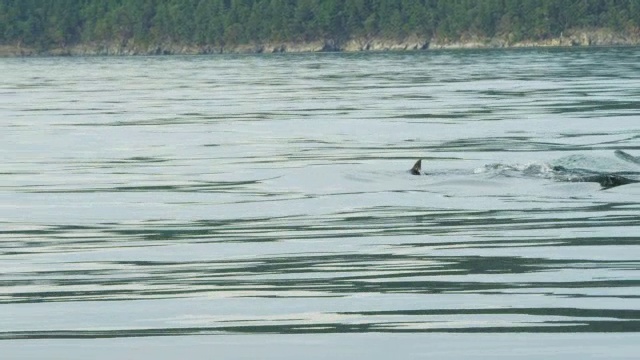 虎鲸浮出水面，在平静的海面上呼吸和游泳，背景是树木繁茂的海岸线视频下载