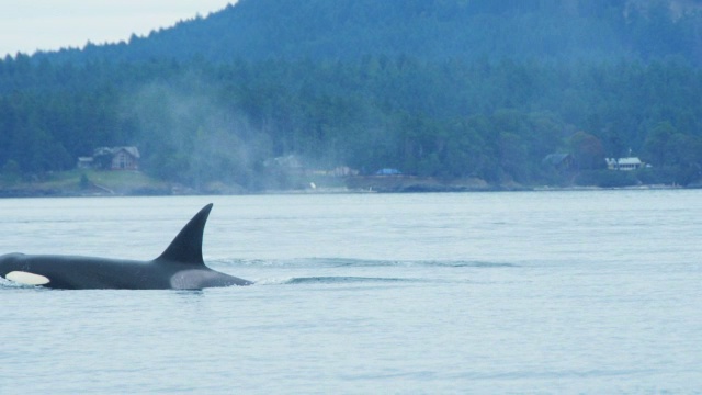MS追踪3只虎鲸浮出水面呼吸，背景是树木繁茂的海岸线视频素材