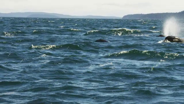 跟踪一群浮出海面的虎鲸，在波涛汹涌的海面上以侧面呼吸，距离有海岸线视频素材