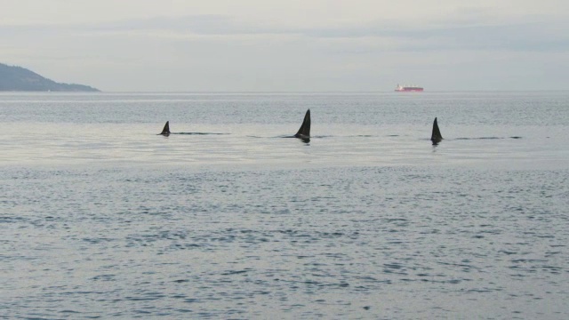 跟随一群浮出海面的虎鲸，在平静的海面上用侧面呼吸视频素材