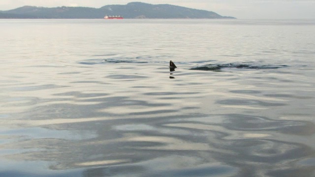 2只虎鲸浮出水面，在平静的海面上呼吸和游泳视频素材