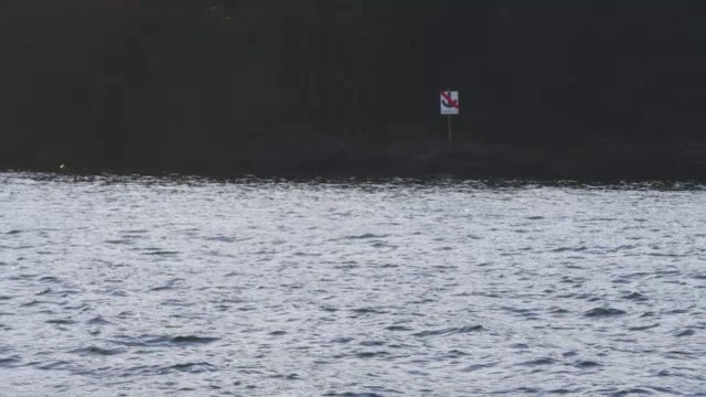 一群逆戟鲸浮出水面呼吸背光，靠近海岸线视频素材