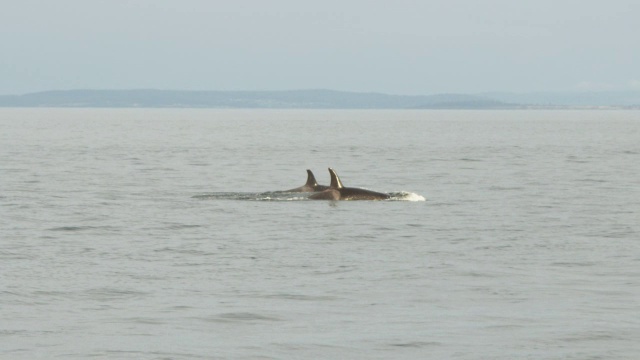 追踪3只逆戟鲸浮出海面，与远处的海岸线一起呼吸视频素材