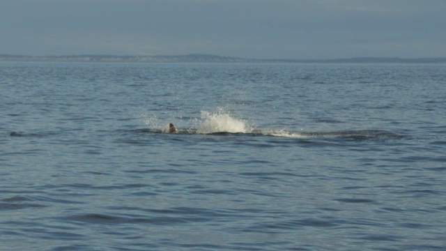 追踪在远海海岸线上的逆戟鲸视频下载