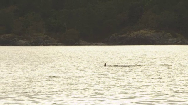雄性虎鲸浮出水面，对着镜头呼吸，背景是树木繁茂的海岸线视频素材