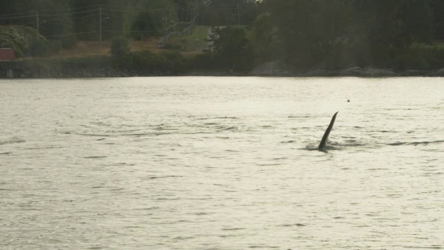 3只虎鲸浮出水面向靠近海岸线的摄像机呼吸，背景是道路视频素材