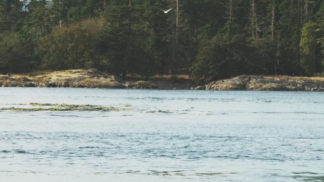 一群虎鲸浮出水面，远离镜头，靠近海岸线，背景是树木视频素材