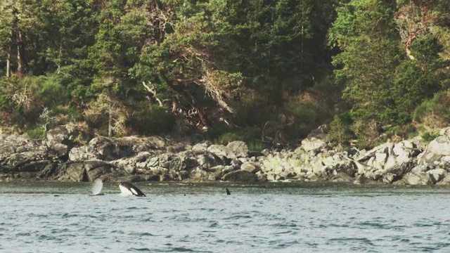 逆戟鲸间谍与团队在海面上靠近树木繁茂的海岸线视频素材