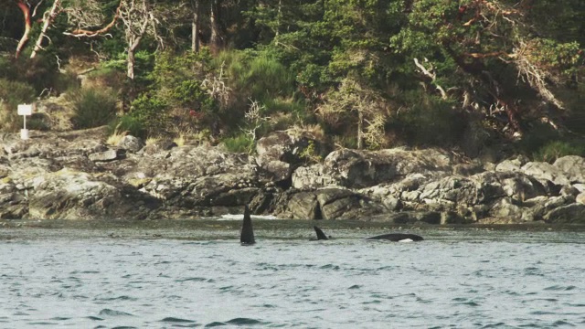 一群逆戟鲸在靠近树木繁茂的海岸线的海面上休息视频素材