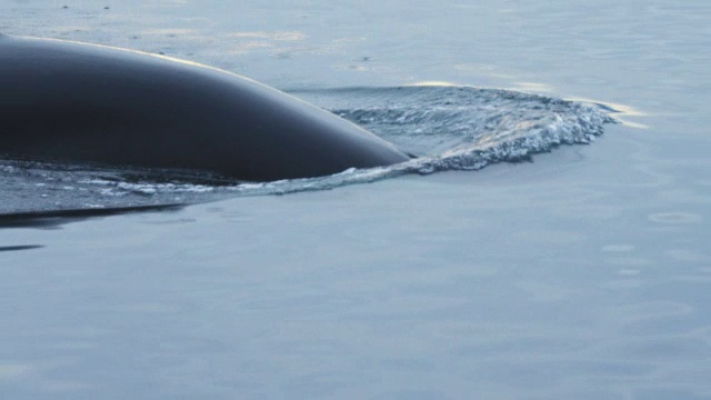 虎鲸在平坦平静的公海上以剖面图潜水视频下载